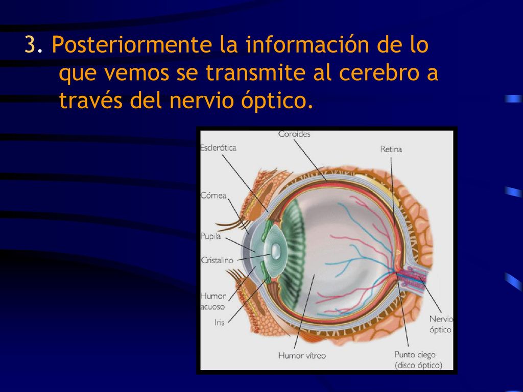 3. Posteriormente la información de lo que vemos se transmite al cerebro a través del nervio óptico.