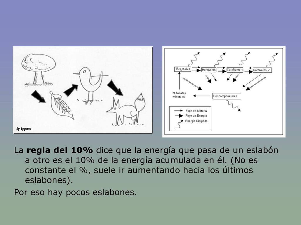 La regla del 10% dice que la energía que pasa de un eslabón a otro es el 10% de la energía acumulada en él. (No es constante el %, suele ir aumentando hacia los últimos eslabones).