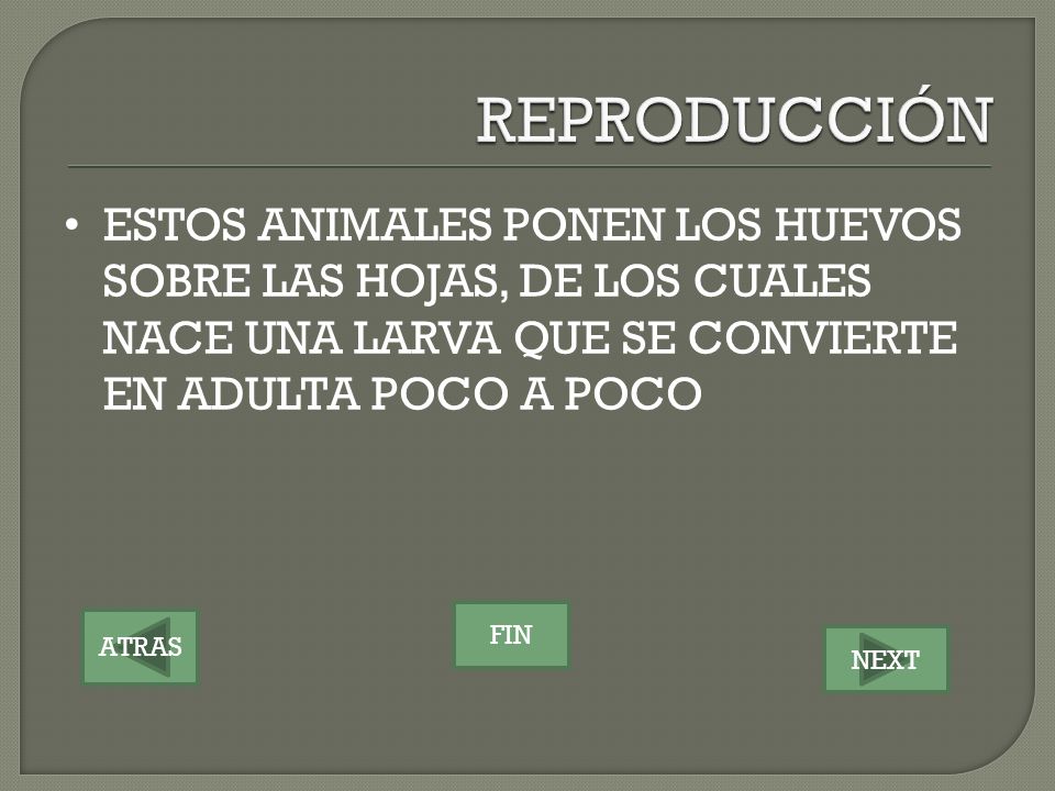 REPRODUCCIÓN ESTOS ANIMALES PONEN LOS HUEVOS SOBRE LAS HOJAS, DE LOS CUALES NACE UNA LARVA QUE SE CONVIERTE EN ADULTA POCO A POCO.