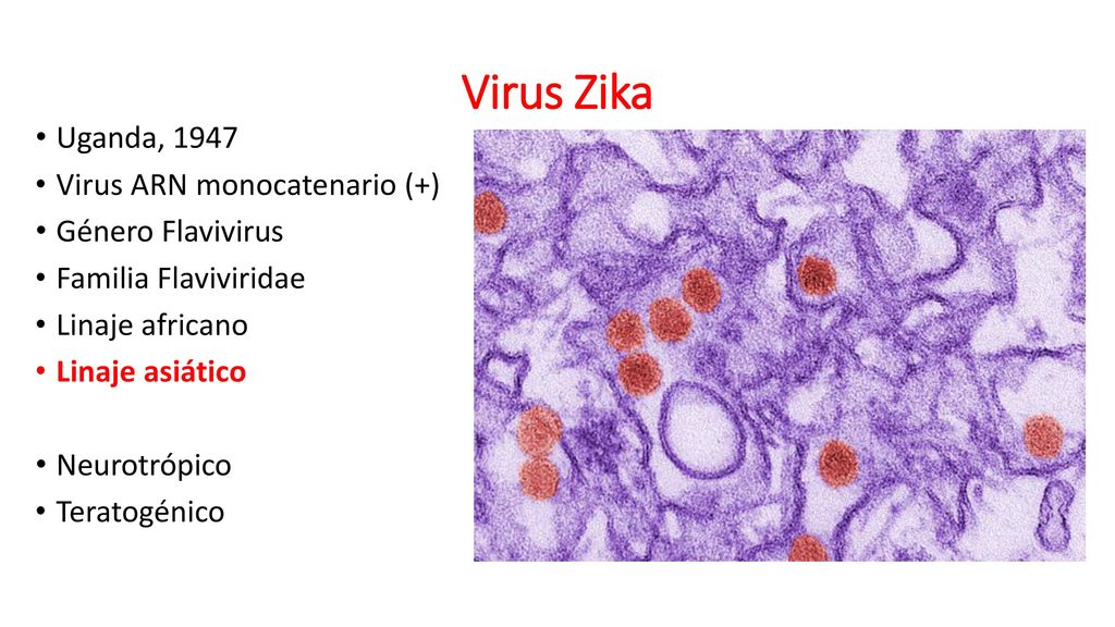 Virus Zika Uganda, 1947 Virus ARN monocatenario (+) Género Flavivirus