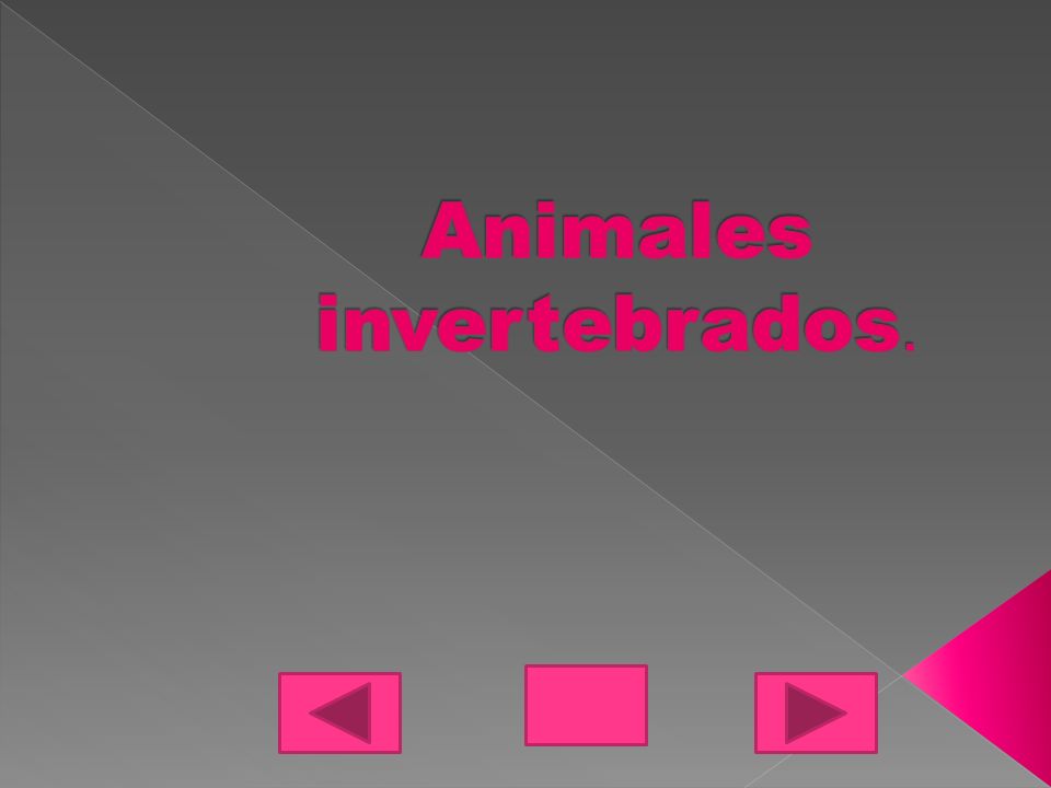 Animales invertebrados.