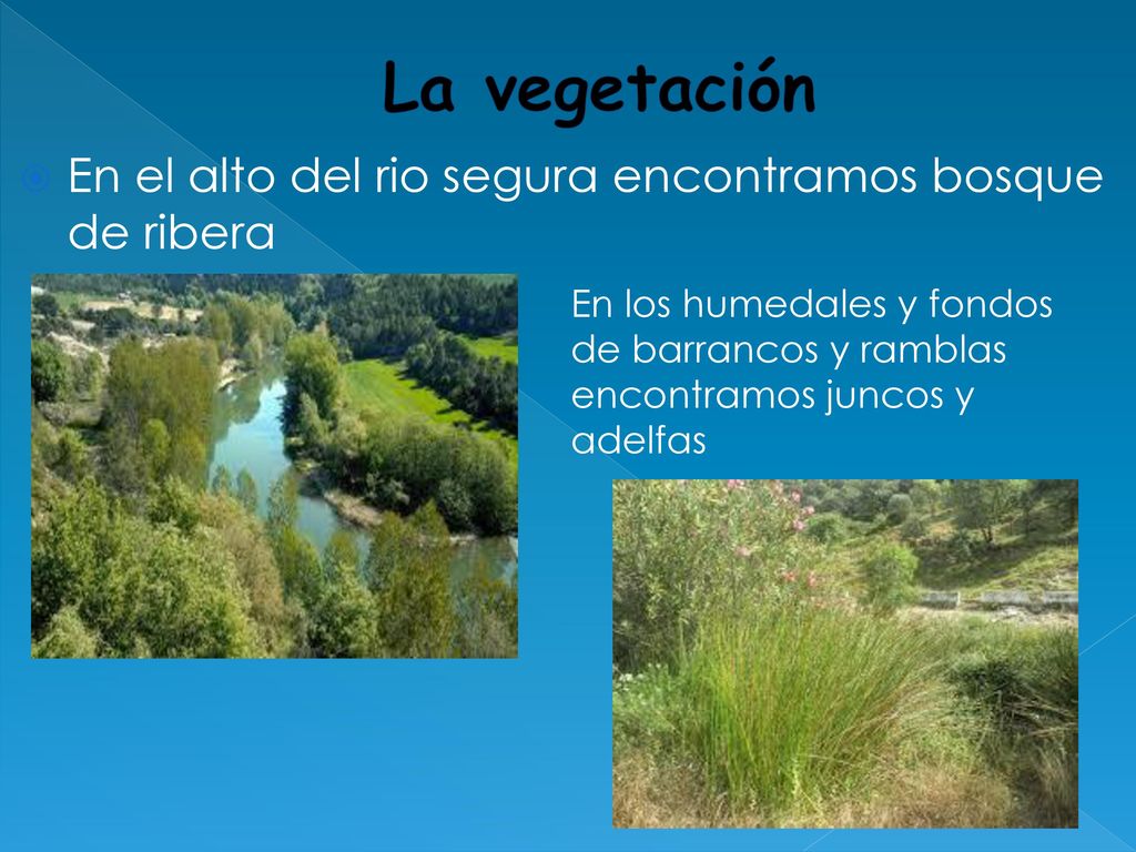La vegetación En el alto del rio segura encontramos bosque de ribera