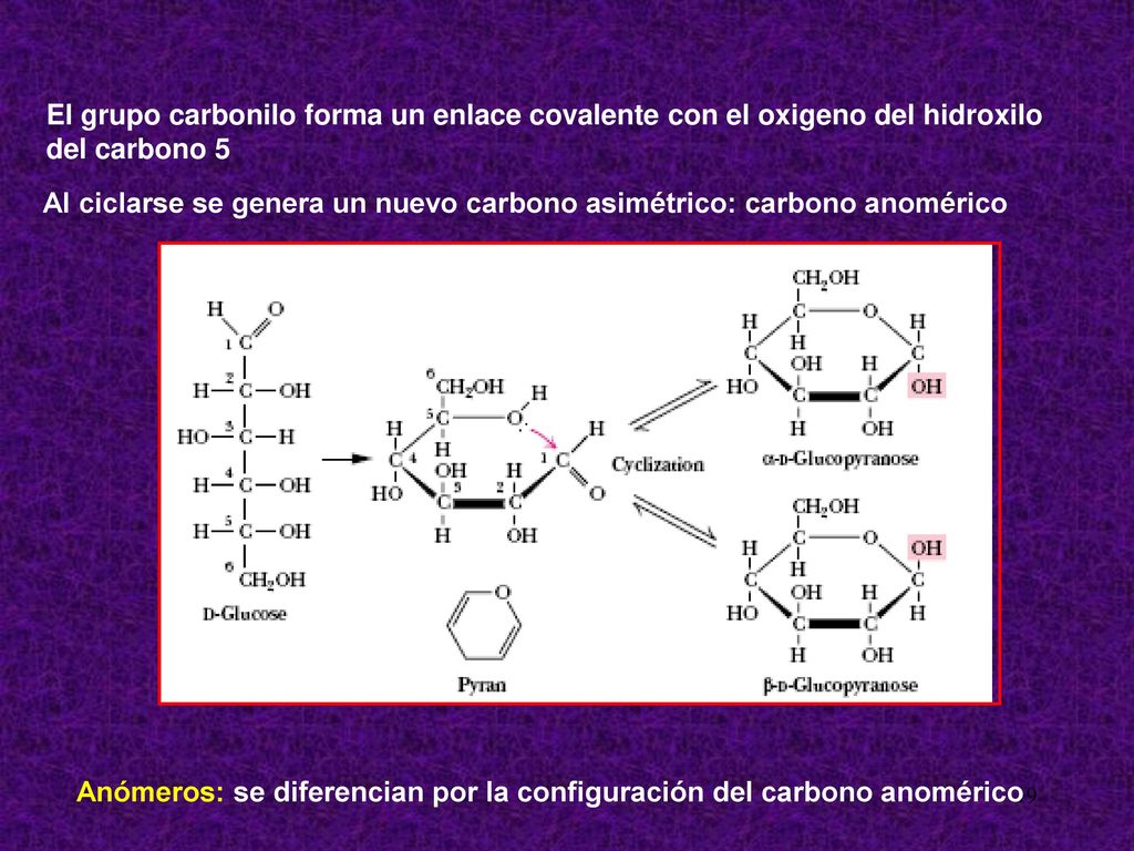 El grupo carbonilo forma un enlace covalente con el oxigeno del hidroxilo del carbono 5