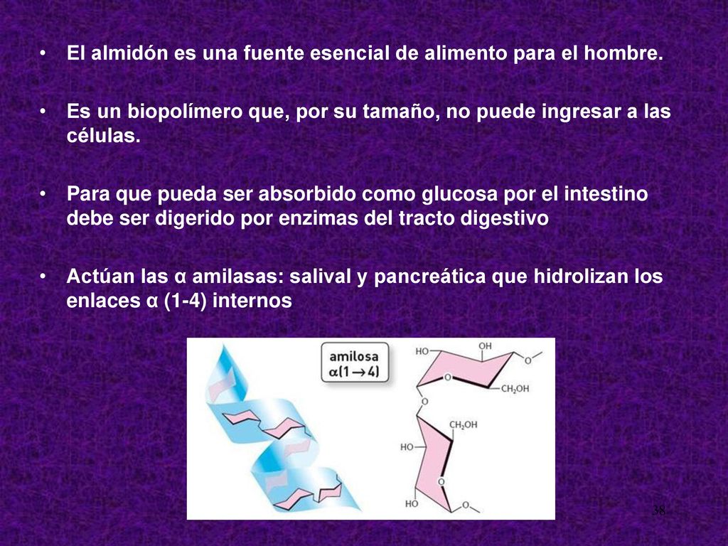 El almidón es una fuente esencial de alimento para el hombre.