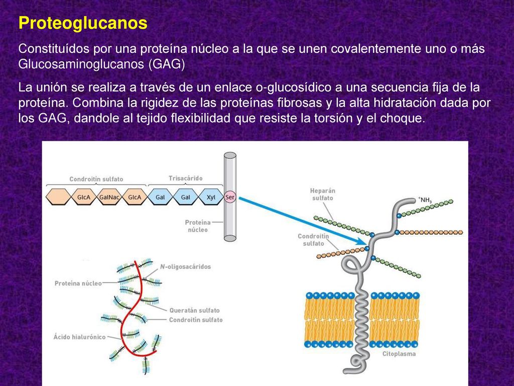 Proteoglucanos Constituídos por una proteína núcleo a la que se unen covalentemente uno o más Glucosaminoglucanos (GAG)
