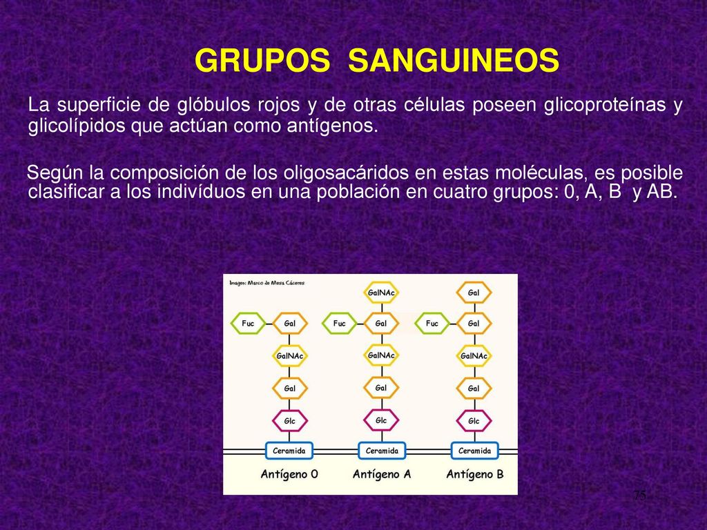 GRUPOS SANGUINEOS La superficie de glóbulos rojos y de otras células poseen glicoproteínas y glicolípidos que actúan como antígenos.