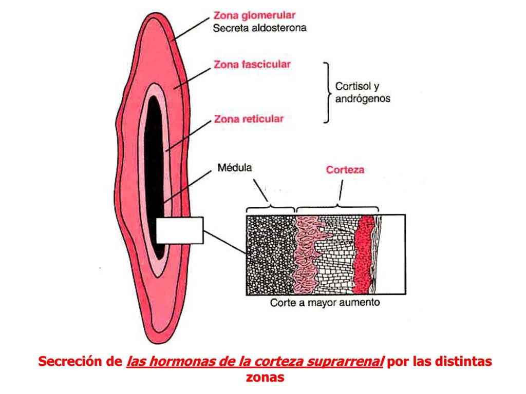 Secreción de las hormonas de la corteza suprarrenal por las distintas zonas