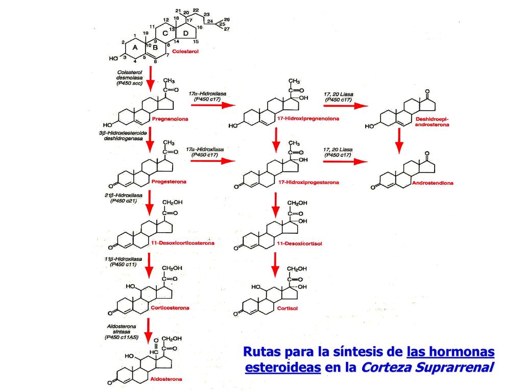 Rutas para la síntesis de las hormonas esteroideas en la Corteza Suprarrenal