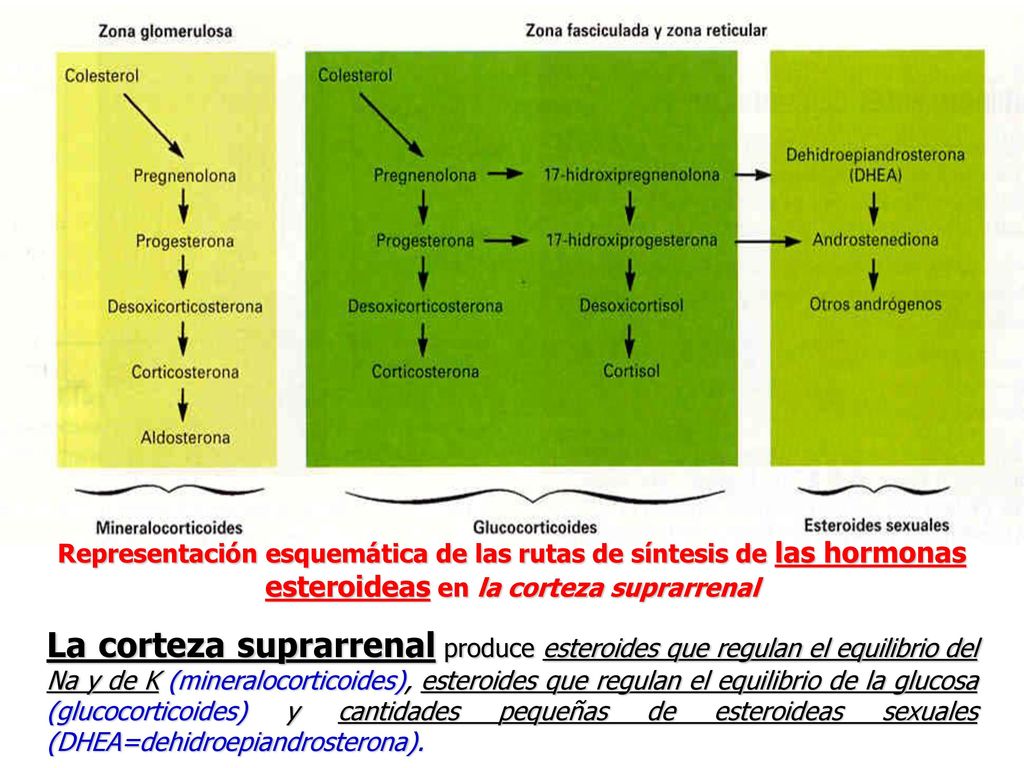 Representación esquemática de las rutas de síntesis de las hormonas esteroideas en la corteza suprarrenal