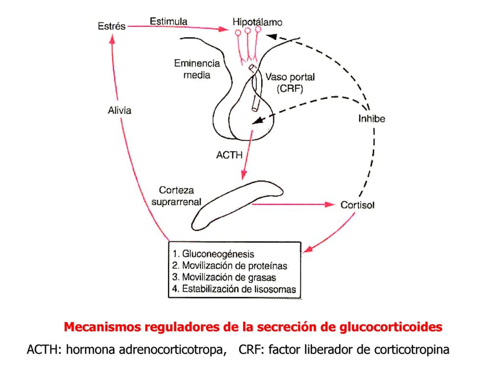 Mecanismos reguladores de la secreción de glucocorticoides