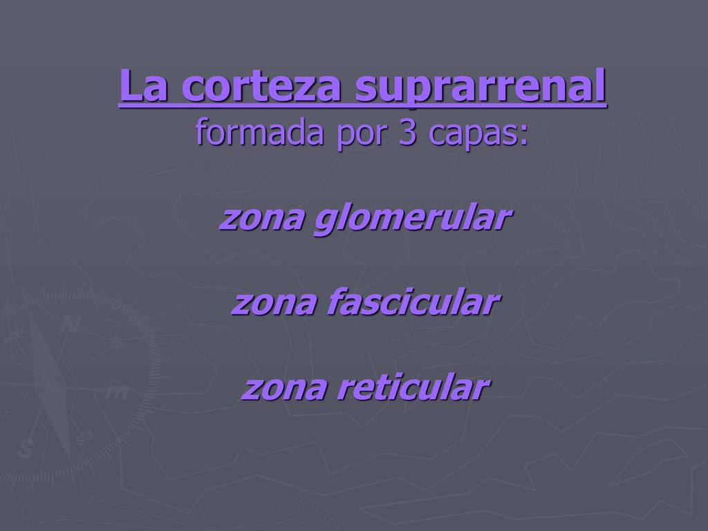 La corteza suprarrenal formada por 3 capas:
