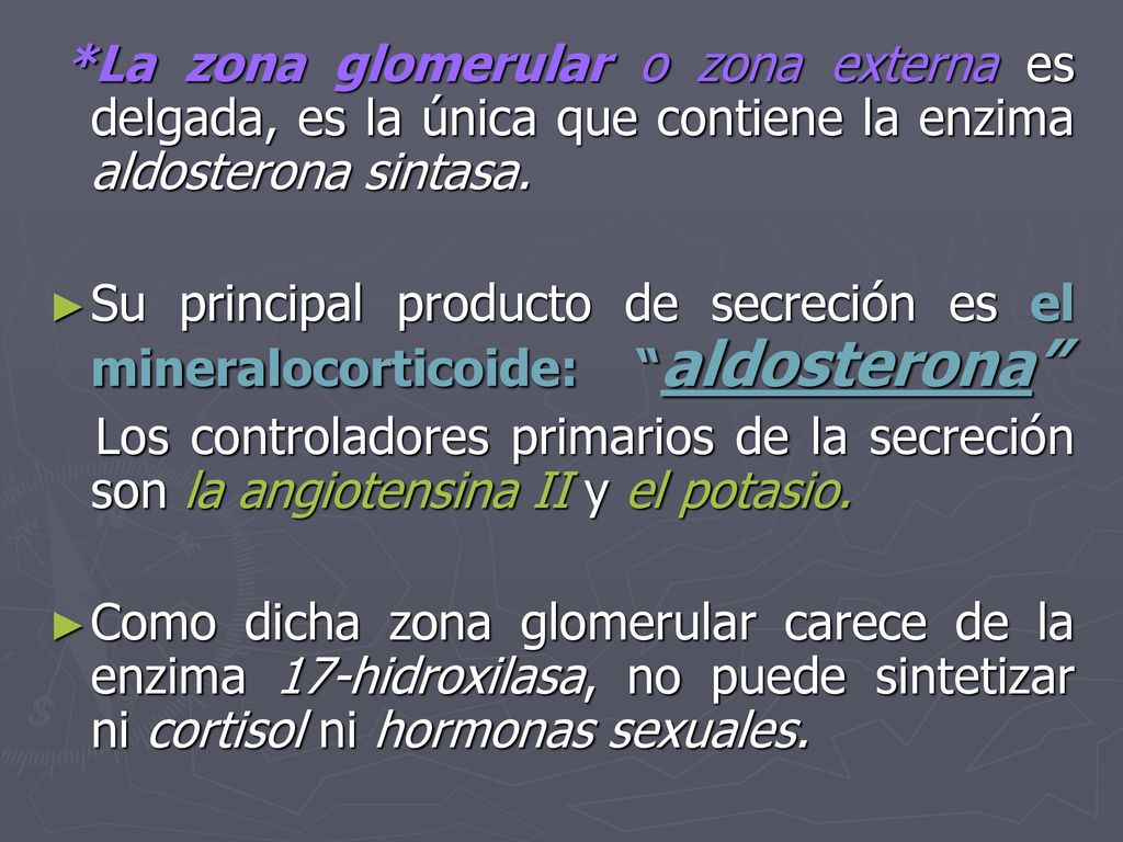 *La zona glomerular o zona externa es delgada, es la única que contiene la enzima aldosterona sintasa.