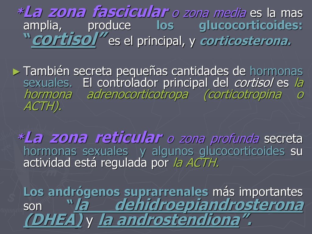 *La zona fascicular o zona media es la mas amplia, produce los glucocorticoides: cortisol es el principal, y corticosterona.