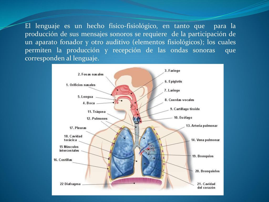 El lenguaje es un hecho físico-fisiológico, en tanto que para la producción de sus mensajes sonoros se requiere de la participación de un aparato fonador y otro auditivo (elementos fisiológicos); los cuales permiten la producción y recepción de las ondas sonoras que corresponden al lenguaje.