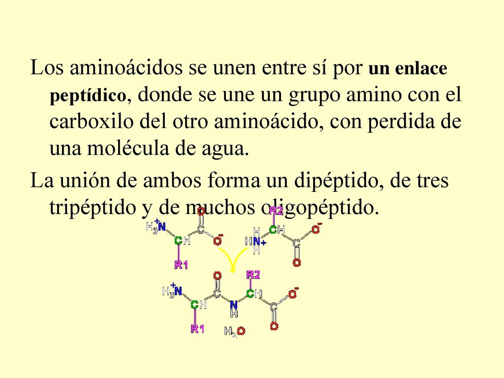 Los aminoácidos se unen entre sí por un enlace peptídico, donde se une un grupo amino con el carboxilo del otro aminoácido, con perdida de una molécula de agua.