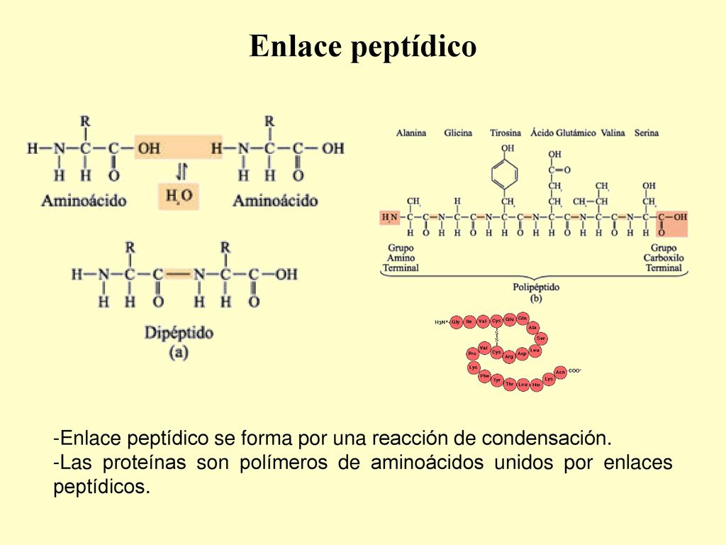 Enlace peptídico -Enlace peptídico se forma por una reacción de condensación.