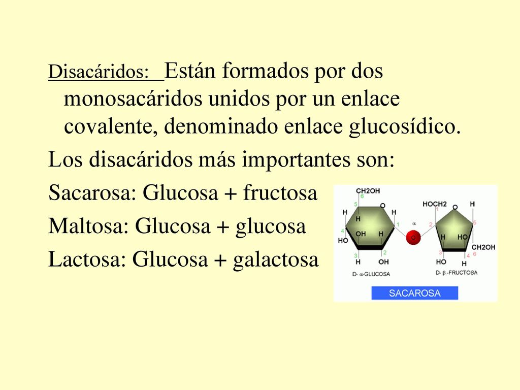 Los disacáridos más importantes son: Sacarosa: Glucosa + fructosa
