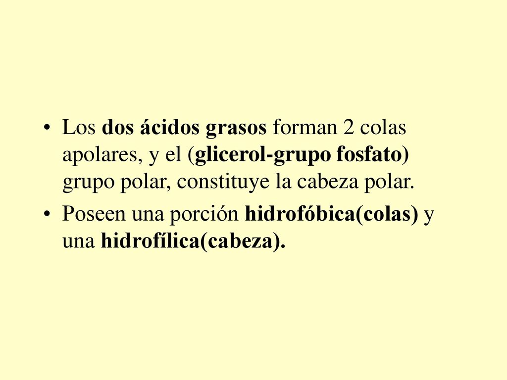 Los dos ácidos grasos forman 2 colas apolares, y el (glicerol-grupo fosfato) grupo polar, constituye la cabeza polar.