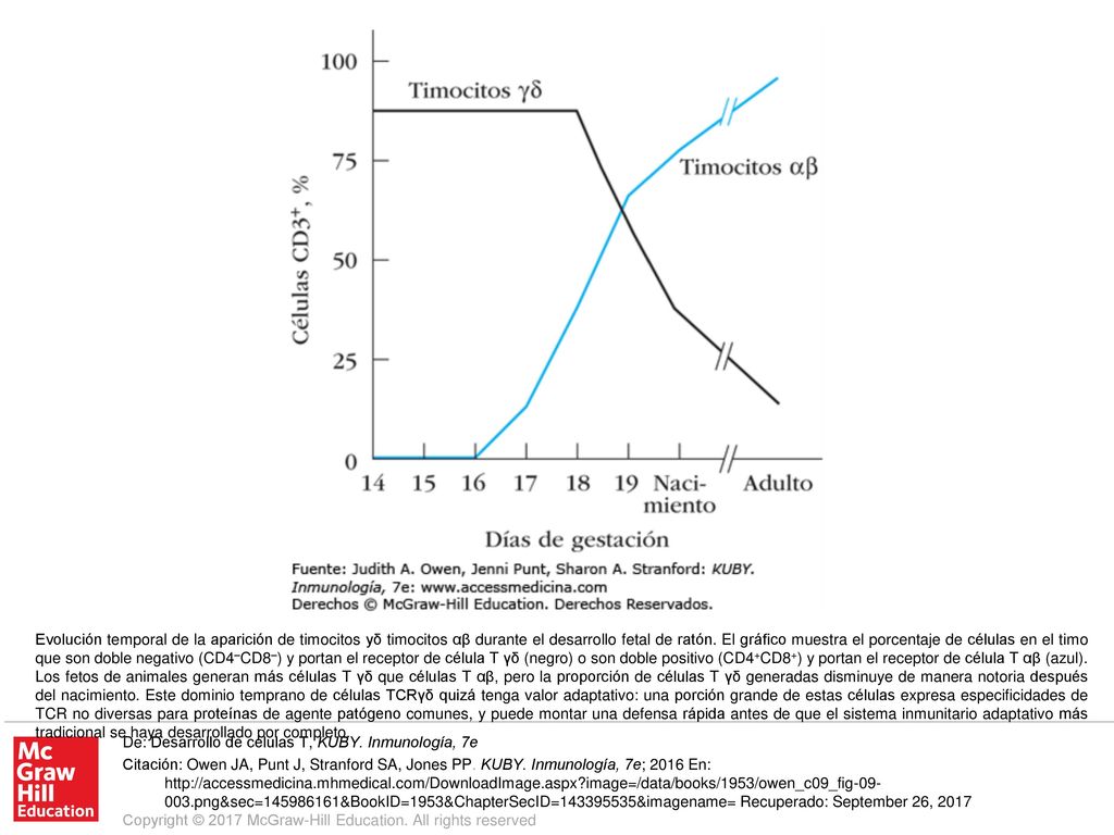 Evolución temporal de la aparición de timocitos yδ timocitos αβ durante el desarrollo fetal de ratón. El gráfico muestra el porcentaje de células en el timo que son doble negativo (CD4–CD8–) y portan el receptor de célula T γδ (negro) o son doble positivo (CD4+CD8+) y portan el receptor de célula T αβ (azul). Los fetos de animales generan más células T γδ que células T αβ, pero la proporción de células T γδ generadas disminuye de manera notoria después del nacimiento. Este dominio temprano de células TCRγδ quizá tenga valor adaptativo: una porción grande de estas células expresa especificidades de TCR no diversas para proteínas de agente patógeno comunes, y puede montar una defensa rápida antes de que el sistema inmunitario adaptativo más tradicional se haya desarrollado por completo.