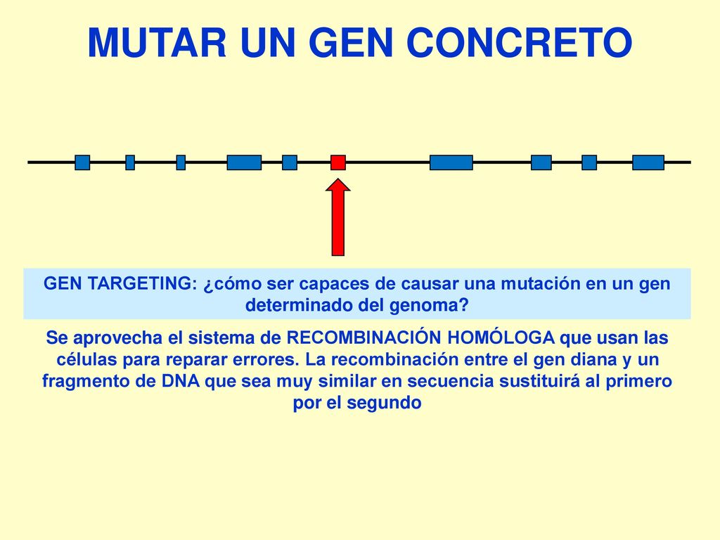 MUTAR UN GEN CONCRETO GEN TARGETING: ¿cómo ser capaces de causar una mutación en un gen determinado del genoma