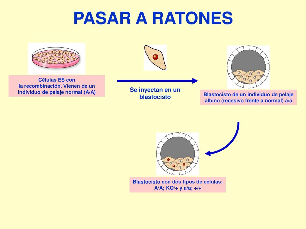 PASAR A RATONES Se inyectan en un blastocisto Células ES con