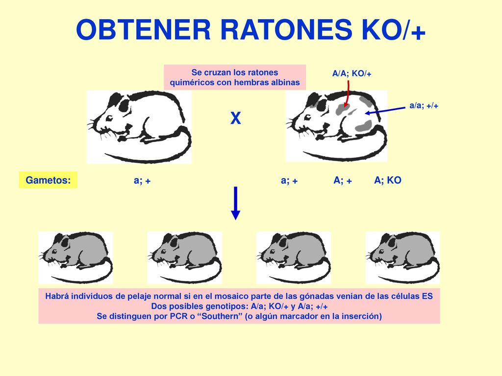 OBTENER RATONES KO/+ X A; KO A; + a; + Gametos: