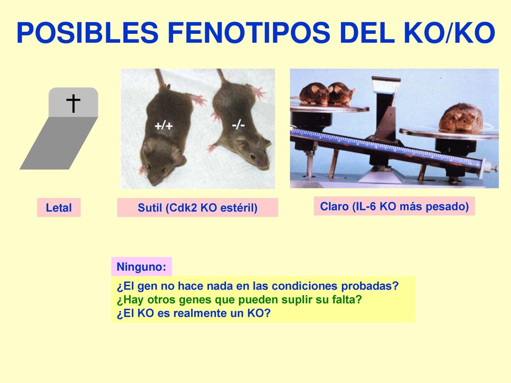 POSIBLES FENOTIPOS DEL KO/KO Claro (IL-6 KO más pesado)