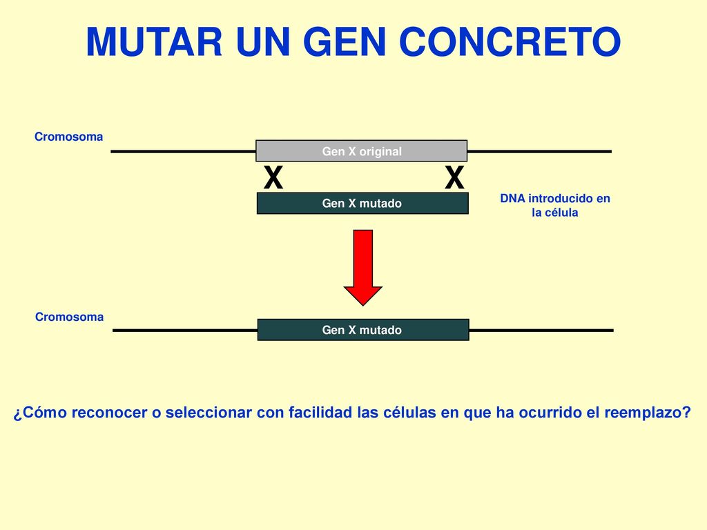 MUTAR UN GEN CONCRETO X. Gen X original. Cromosoma. Gen X mutado. DNA introducido en. la célula.