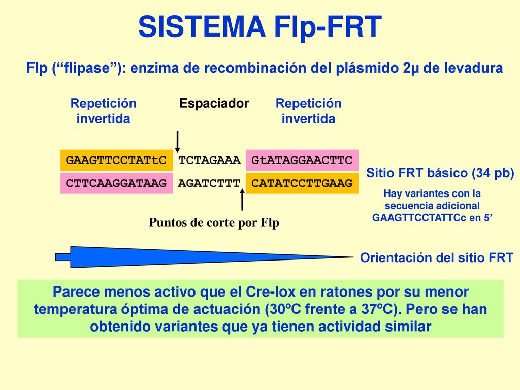 SISTEMA Flp-FRT Flp ( flipase ): enzima de recombinación del plásmido 2µ de levadura. Repetición. invertida.