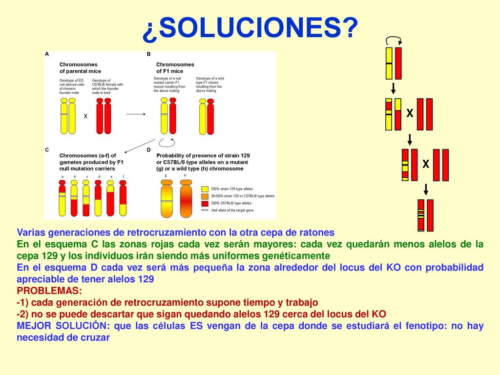 ¿SOLUCIONES X. Varias generaciones de retrocruzamiento con la otra cepa de ratones.
