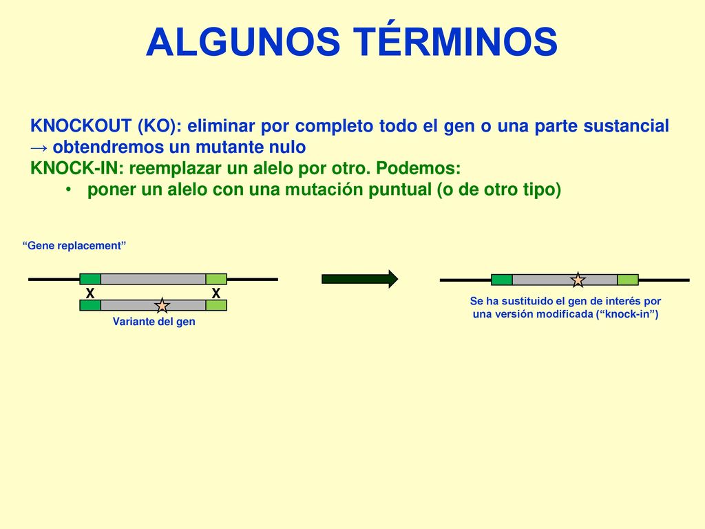 ALGUNOS TÉRMINOS KNOCKOUT (KO): eliminar por completo todo el gen o una parte sustancial → obtendremos un mutante nulo.