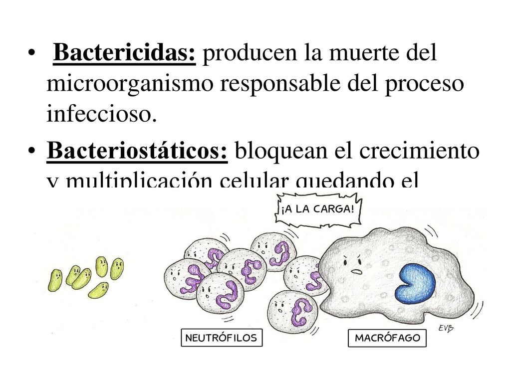 Bactericidas: producen la muerte del microorganismo responsable del proceso infeccioso.
