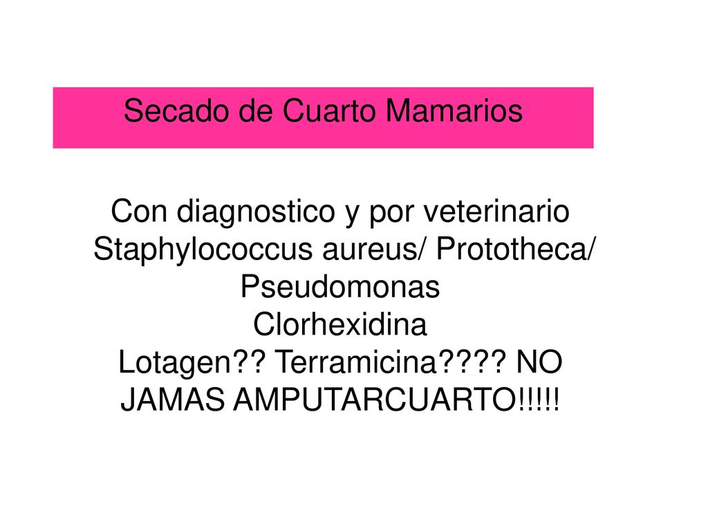 MASTITIS GANGRENOSA S. Aureus Bacillus cereus Pseudomonas E. Coli Clostridium perfringens