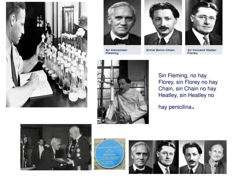 Sin Fleming, no hay Florey, sin Florey no hay Chain, sin Chain no hay Heatley, sin Heatley no hay penicilina.