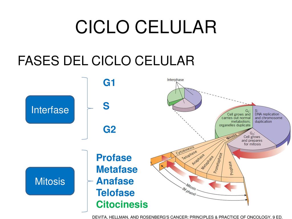 CICLO CELULAR FASES DEL CICLO CELULAR G1 S Interfase G2 Profase