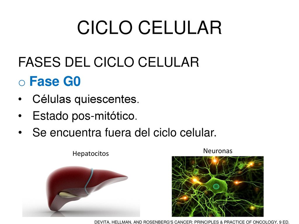 CICLO CELULAR FASES DEL CICLO CELULAR Fase G0 Células quiescentes.