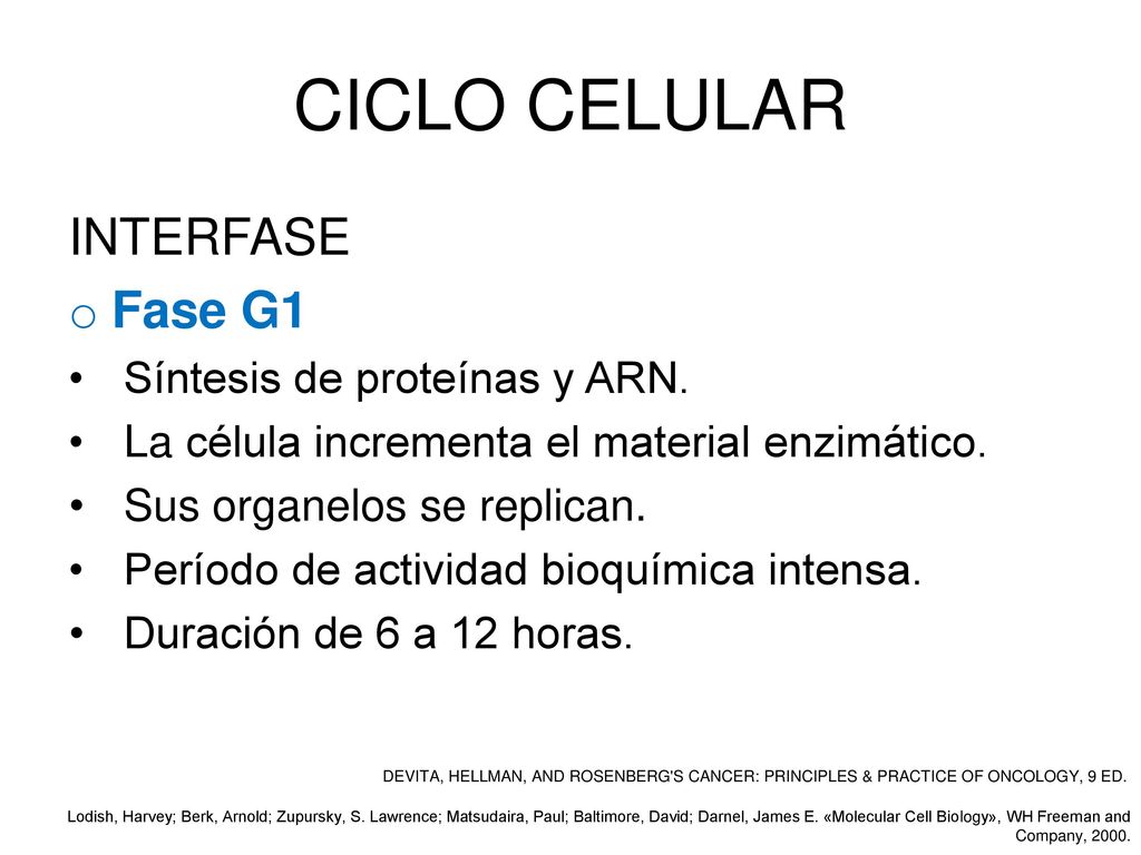 CICLO CELULAR INTERFASE Fase G1 Síntesis de proteínas y ARN.