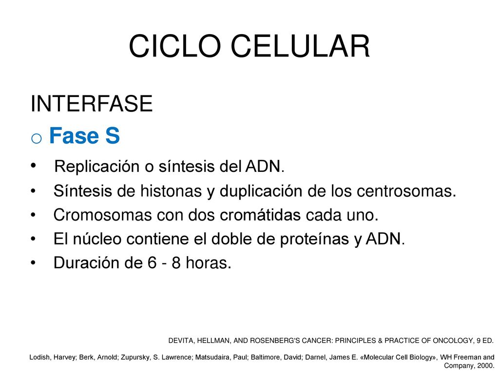 CICLO CELULAR INTERFASE Fase S Replicación o síntesis del ADN.