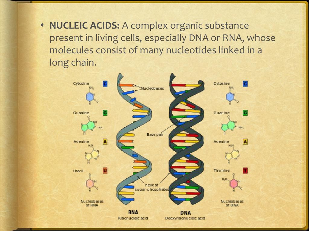 NUCLEIC ACIDS: A complex organic substance present in living cells, especially DNA or RNA, whose molecules consist of many nucleotides linked in a long chain.
