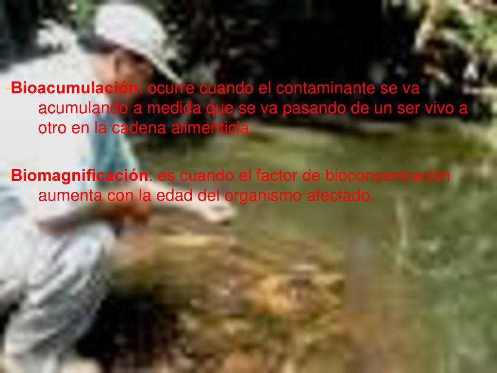 -Bioacumulación: ocurre cuando el contaminante se va acumulando a medida que se va pasando de un ser vivo a otro en la cadena alimenticia.