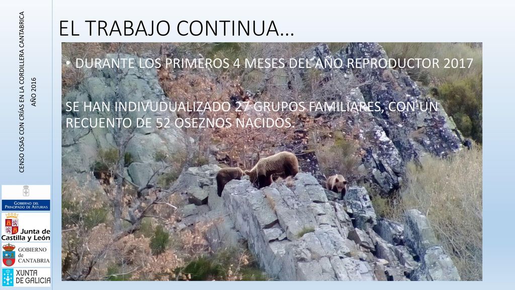 CENSO OSAS CON CRÍAS EN LA CORDILLERA CANTABRICA