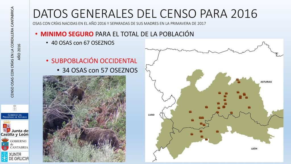 CENSO OSAS CON CRÍAS EN LA CORDILLERA CANTABRICA