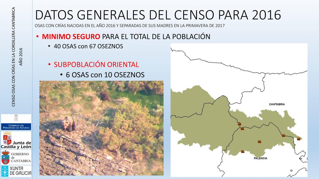 CENSO OSAS CON CRÍAS EN LA CORDILLERA CANTABRICA