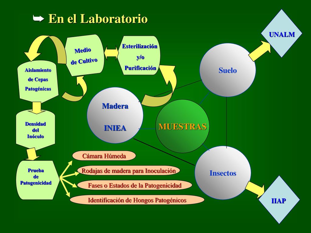 En el Laboratorio MUESTRAS Suelo Madera INIEA Insectos UNALM IIAP