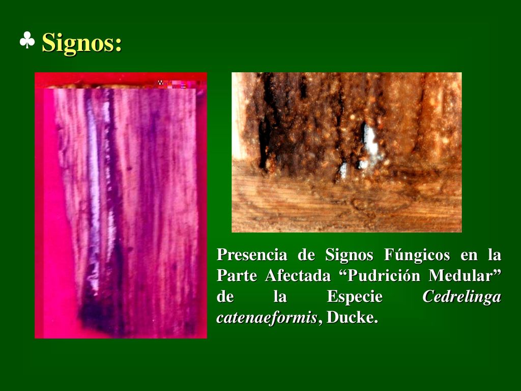 Signos: Presencia de Signos Fúngicos en la Parte Afectada Pudrición Medular de la Especie Cedrelinga catenaeformis, Ducke.