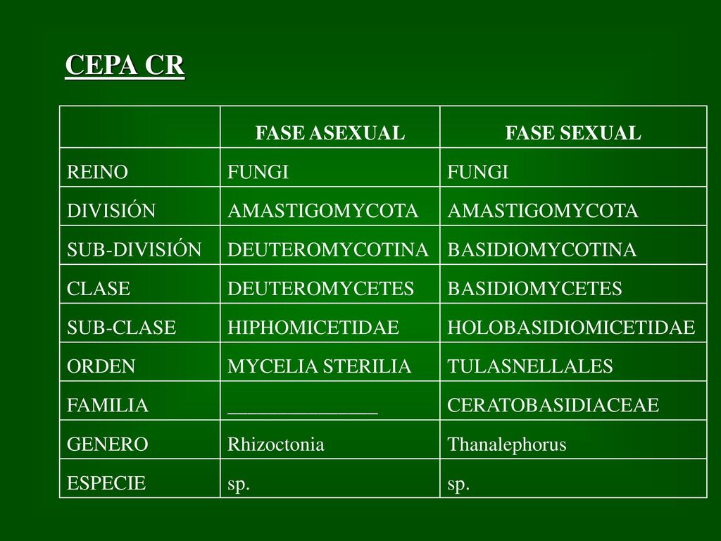 CEPA CR FASE ASEXUAL FASE SEXUAL REINO FUNGI DIVISIÓN AMASTIGOMYCOTA