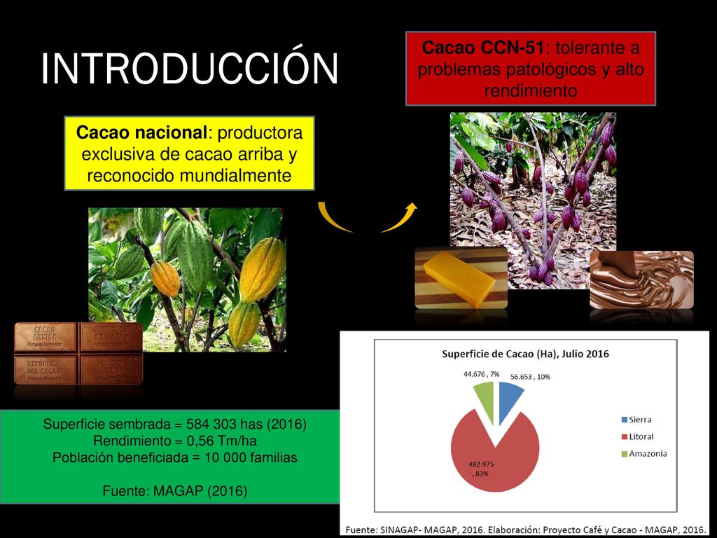 INTRODUCCIÓN Cacao CCN-51: tolerante a problemas patológicos y alto rendimiento.