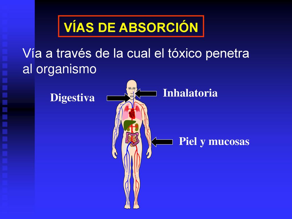Vía a través de la cual el tóxico penetra al organismo