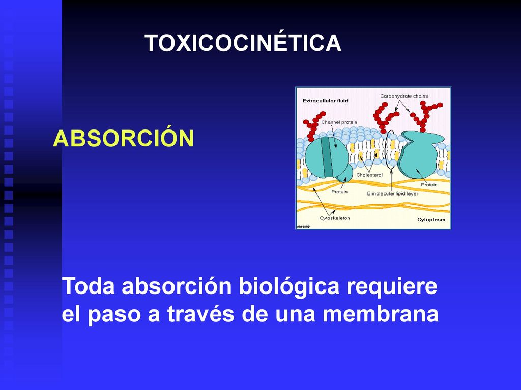 TOXICOCINÉTICA ABSORCIÓN Toda absorción biológica requiere el paso a través de una membrana
