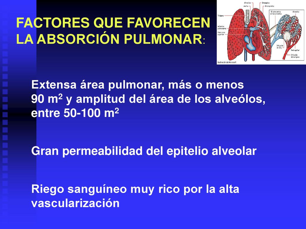 FACTORES QUE FAVORECEN LA ABSORCIÓN PULMONAR: